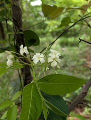 Holarrhena pubescens