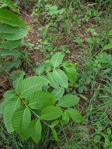 Holarrhena pubescens, photograph 2