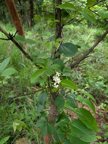 Holarrhena pubescens, photograph 3