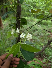 Holarrhena pubescens, photograph (c) Ravuri Krishna Chaitanya, some rights reserved (CC BY)