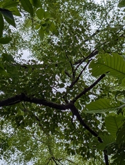 Hardwickia binata, photograph (c) Ravuri Krishna Chaitanya, some rights reserved (CC BY)