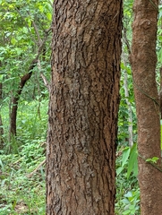 Hardwickia binata, photograph (c) Ravuri Krishna Chaitanya, some rights reserved (CC BY)