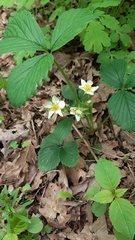 Fragaria × ananassa
