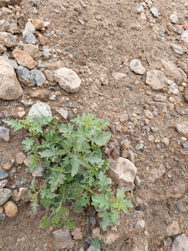 Scrophularia rupestris, photograph 4