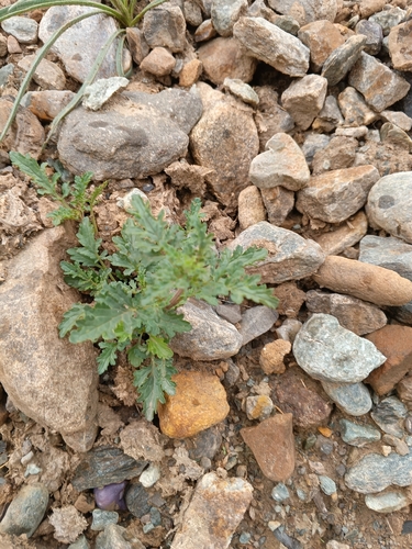 Scrophularia rupestris, photograph 5