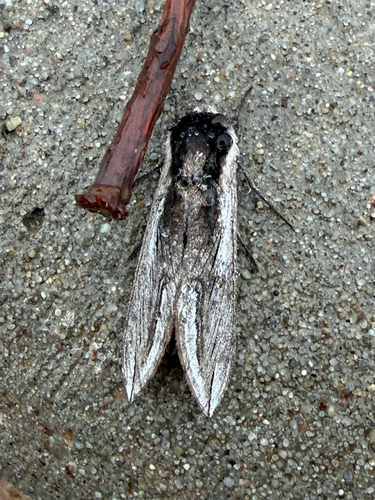 Vashti Sphinx