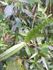 Achyranthes longifolia