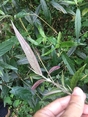 Achyranthes longifolia