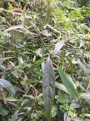 Achyranthes longifolia