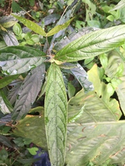 Achyranthes longifolia