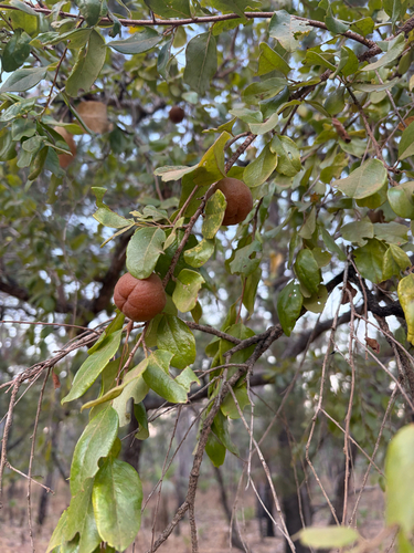 quinine bush