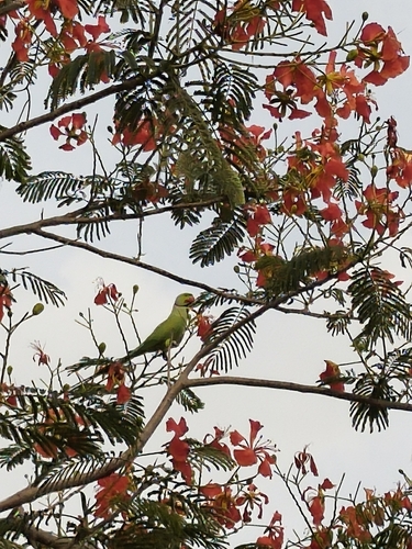 Rose-ringed Parakeet