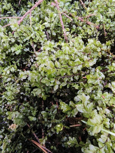 Pseudobryum cinclidioides observed 2026-07-25