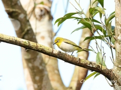 Zosterops simplex simplex