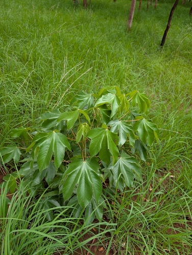 Cochlospermum religiosum, photograph 2