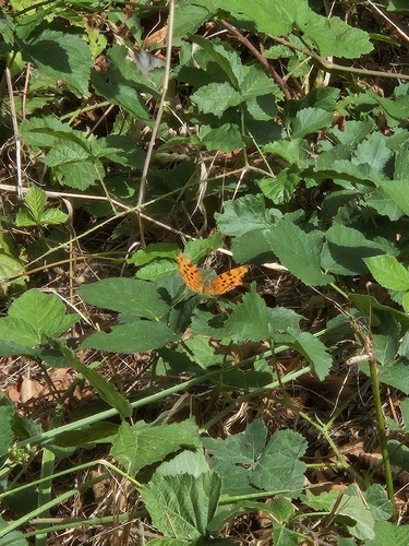 European Comma