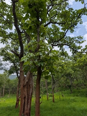 Cochlospermum religiosum