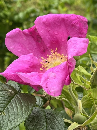 rugosa rose