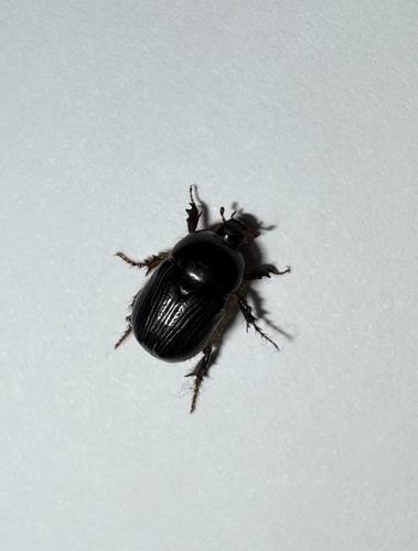 Red-headed Pasture Chafer
