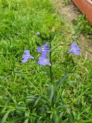 Lobelia erinus