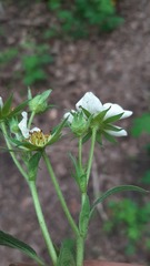 Fragaria × ananassa