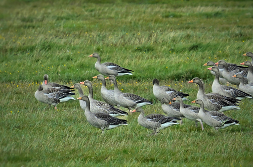 Greylag Goose