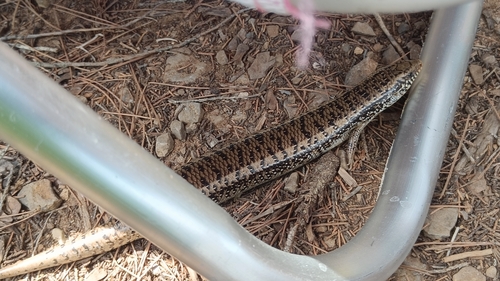 Chalcides ocellatus tiligugu