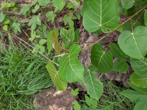 Ficus arnottiana, photograph 2