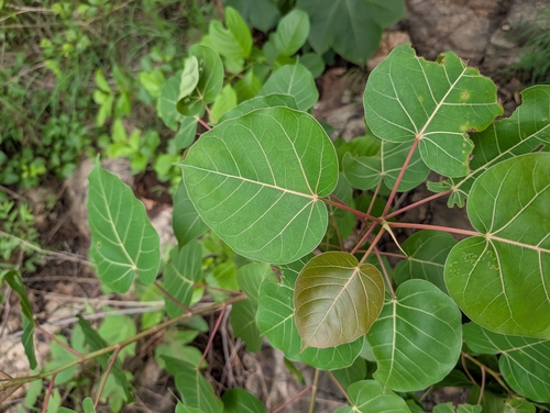 Ficus arnottiana, photograph 3