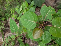 Ficus arnottiana, photograph (c) Ravuri Krishna Chaitanya, some rights reserved (CC BY)