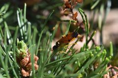 Acantholyda hieroglyphica