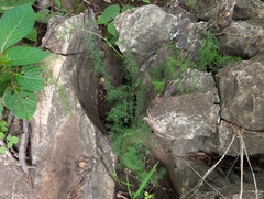 Asparagus racemosus