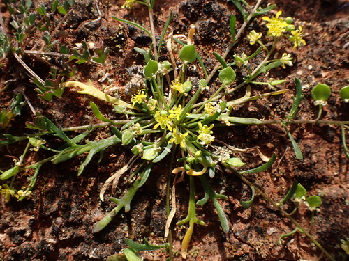 Cuphonotus humistratus, 2026-07-27
