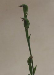 Pterostylis rubescens