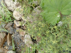 Scrophularia rupestris