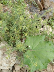 Scrophularia rupestris, photograph (c) Maria Kohanovskaya, some rights reserved (CC BY)