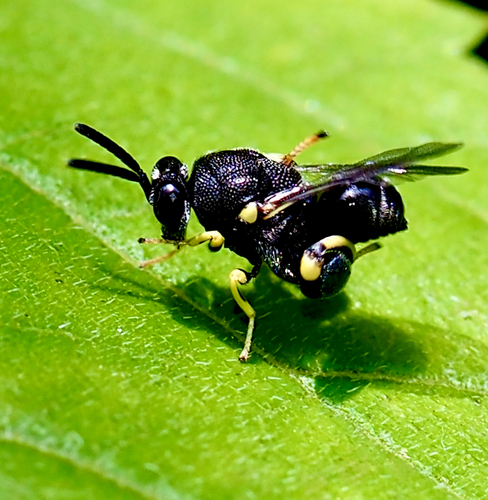 Brachymeria lasus observed 2026-08-09