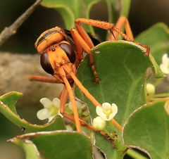 Hemipepsis tamisieri