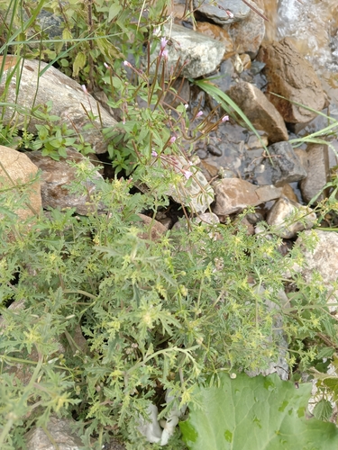 Scrophularia rupestris, photograph 3