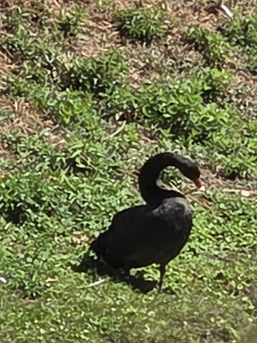 Black Swan