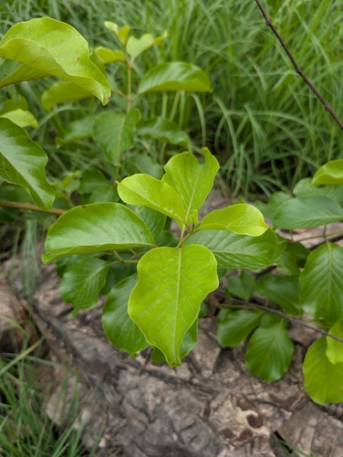 Decalepis hamiltonii, photograph 5