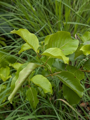 Decalepis hamiltonii, photograph 6