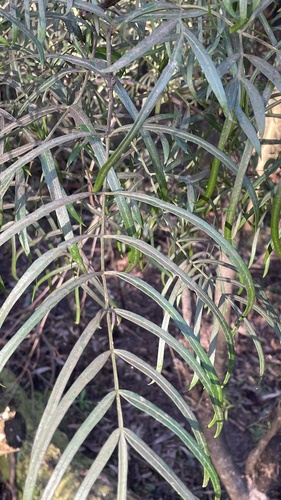 Elderberry Panax