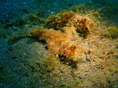 Pteroidichthys amboinensis observed 2026-08-15