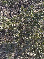 Gymnosporia buxifolia, photograph author not stated, no rights reserved