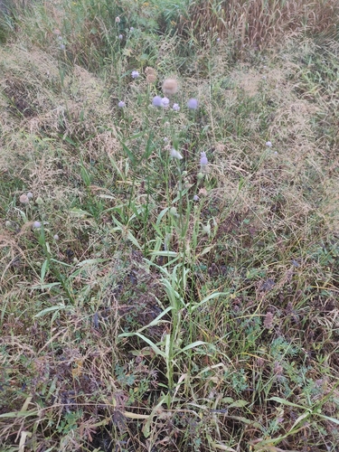 Southern Succisella