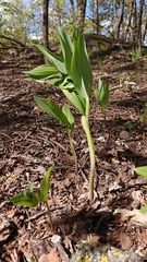 Polygonatum odoratum