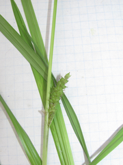 Carex microdonta