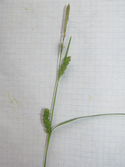 Carex microdonta