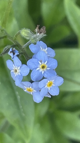 Wood Forget-me-not